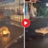 Walking on the street, the crocodile was seen! The video is public