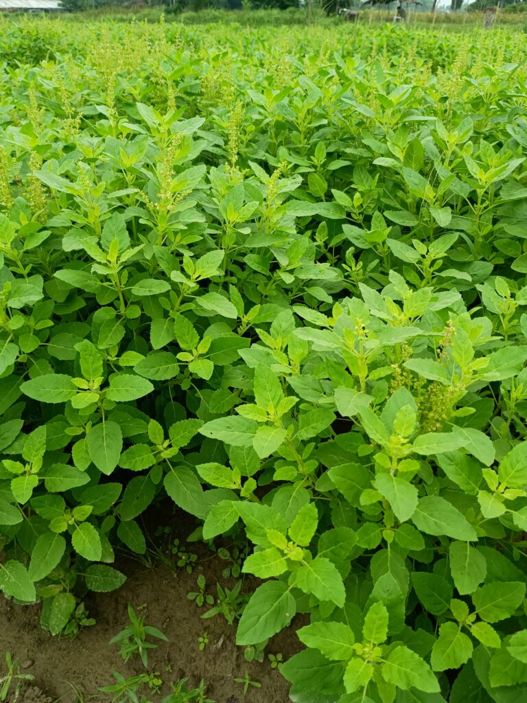 basil leaves