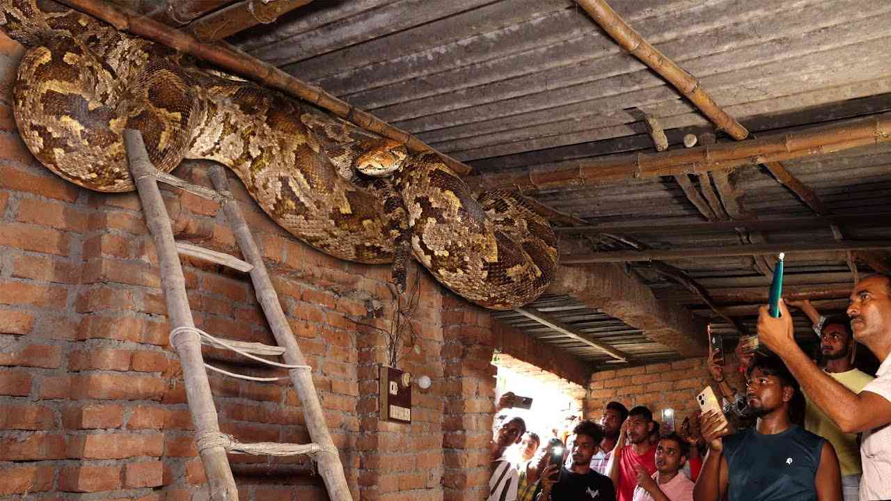 Huge python rescued from cowshed Viral video