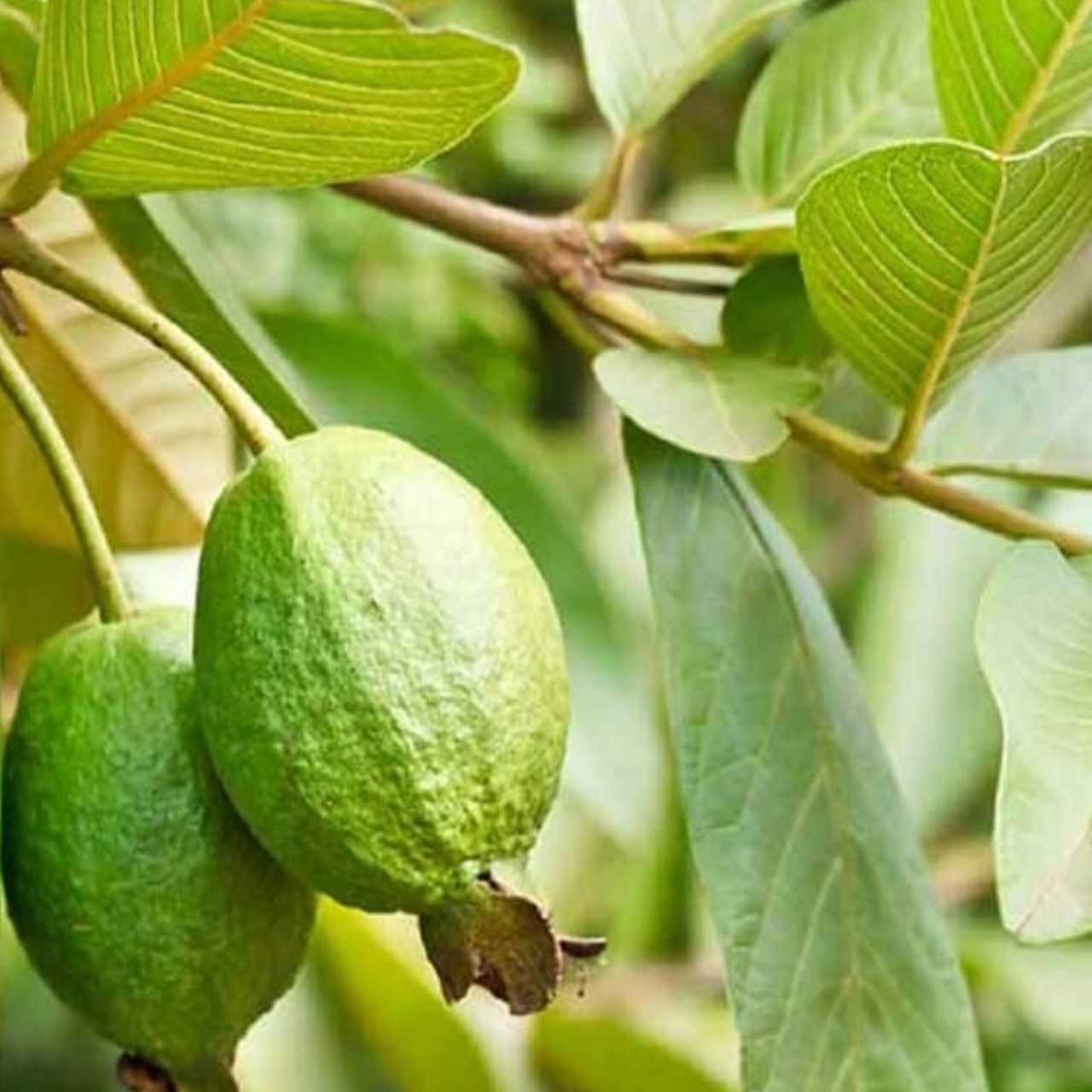 পেয়ারা পাতা