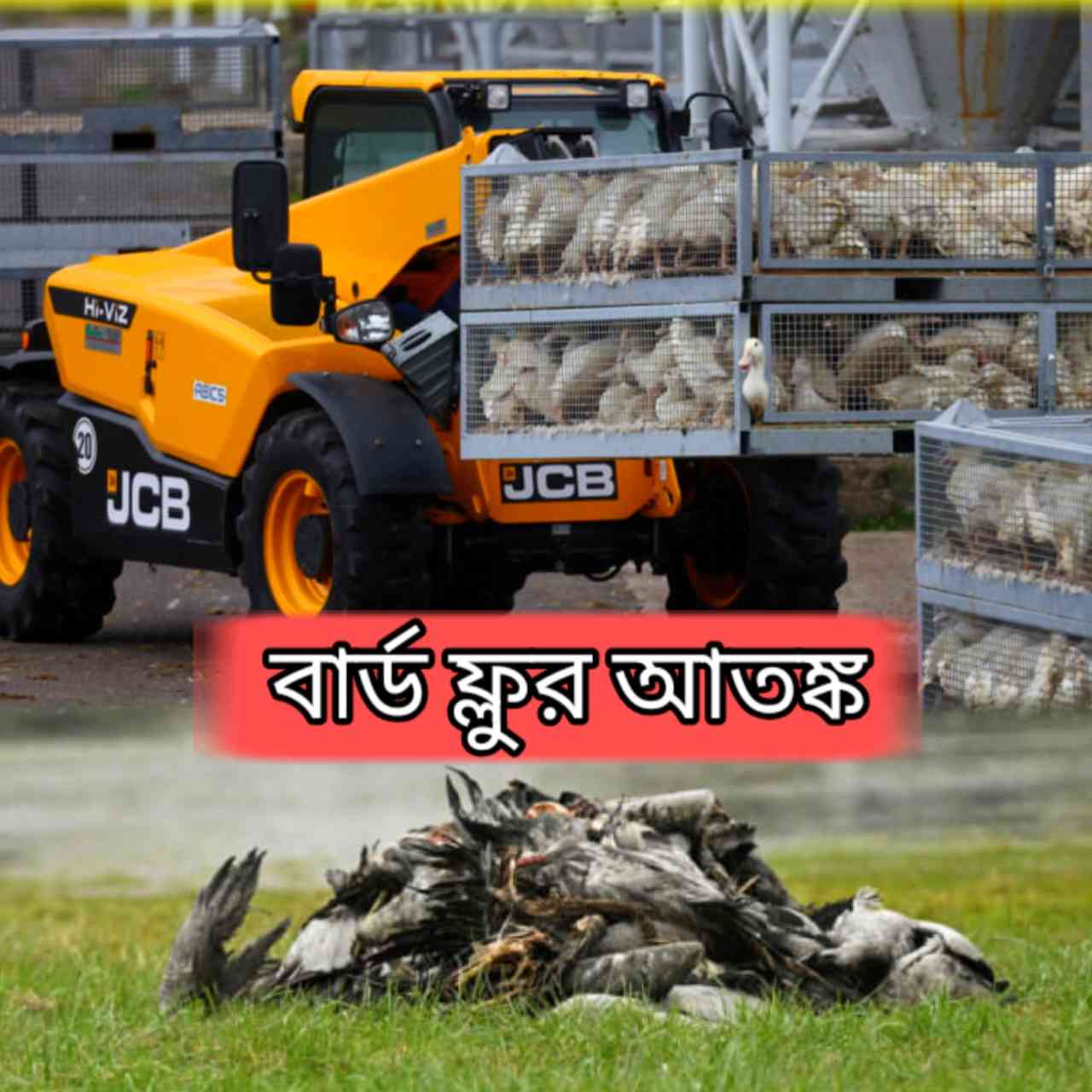 জার্মানিতে বার্ড ফ্লুর আতঙ্ক, লাখো হাঁস-মুরগি নিধনের নির্দেশ