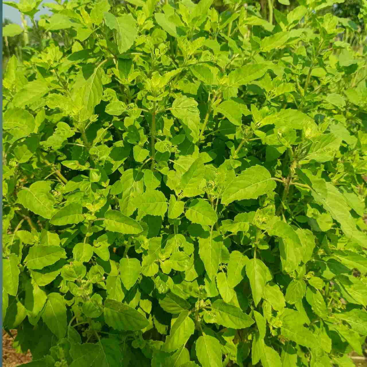 শীতে তুলসী গাছ সবুজ রাখার ঘরোয়া উপায়