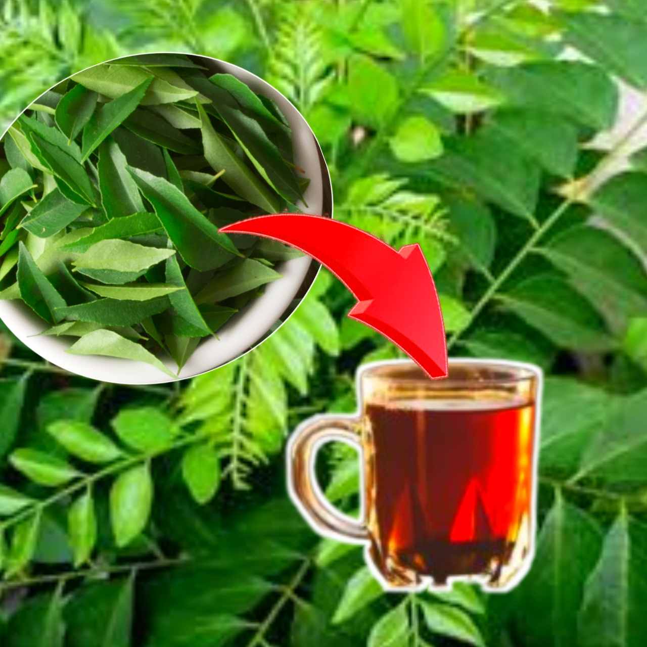 কারি পাতার চা