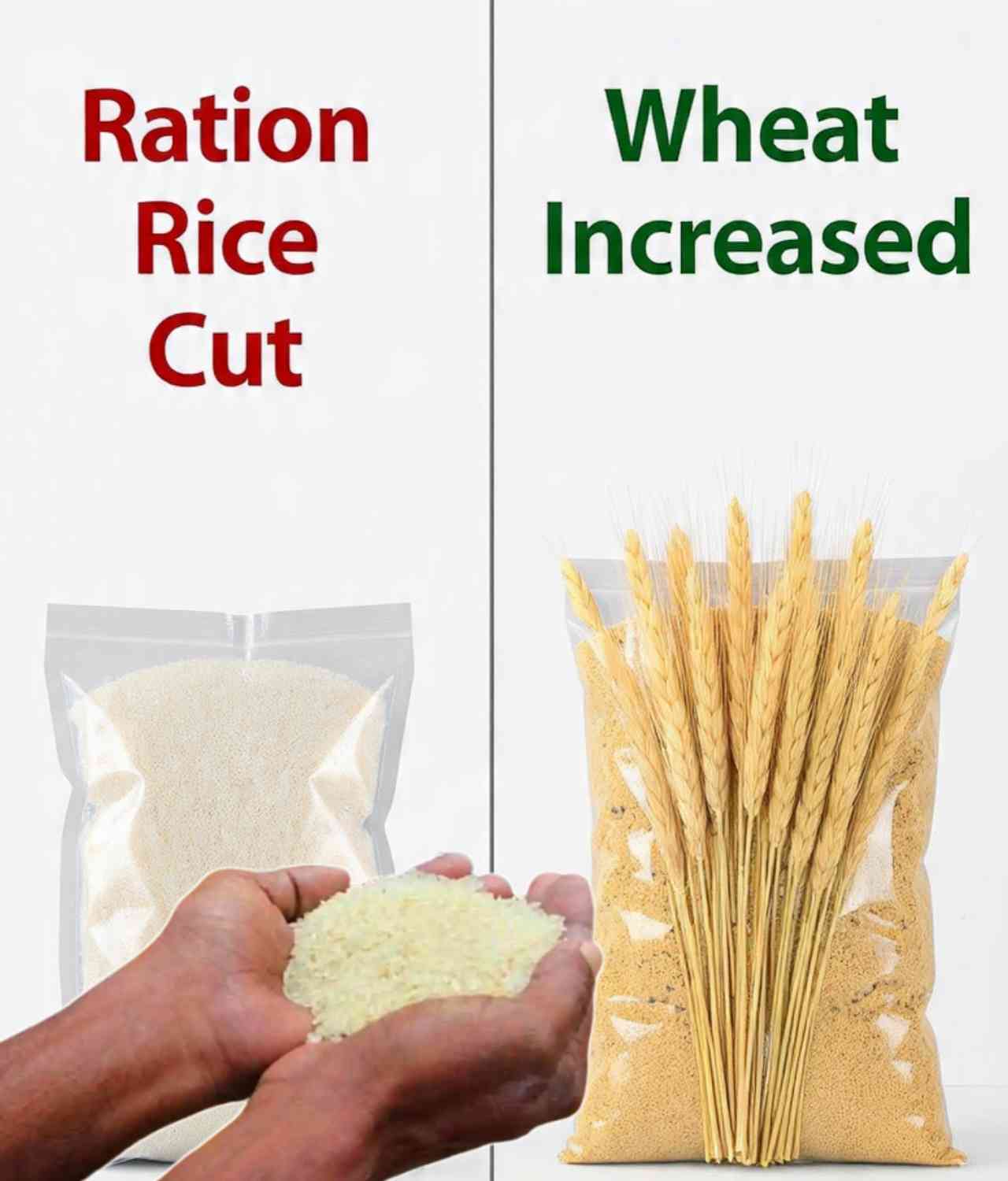 রেশনে বড় পরিবর্তন: চাল কমে বাড়ছে গম, অযোগ্য ২.২৫ কোটি কার্ড বাতিল—বিপাকে বহু গ্রাহক