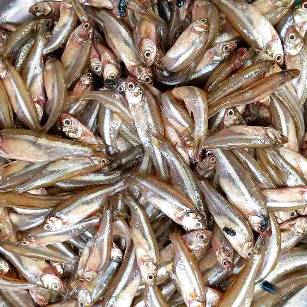 মৌরলা মাছ