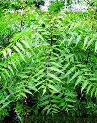 Neem leaves (নিম পাতা)