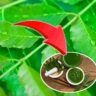 neem leaves