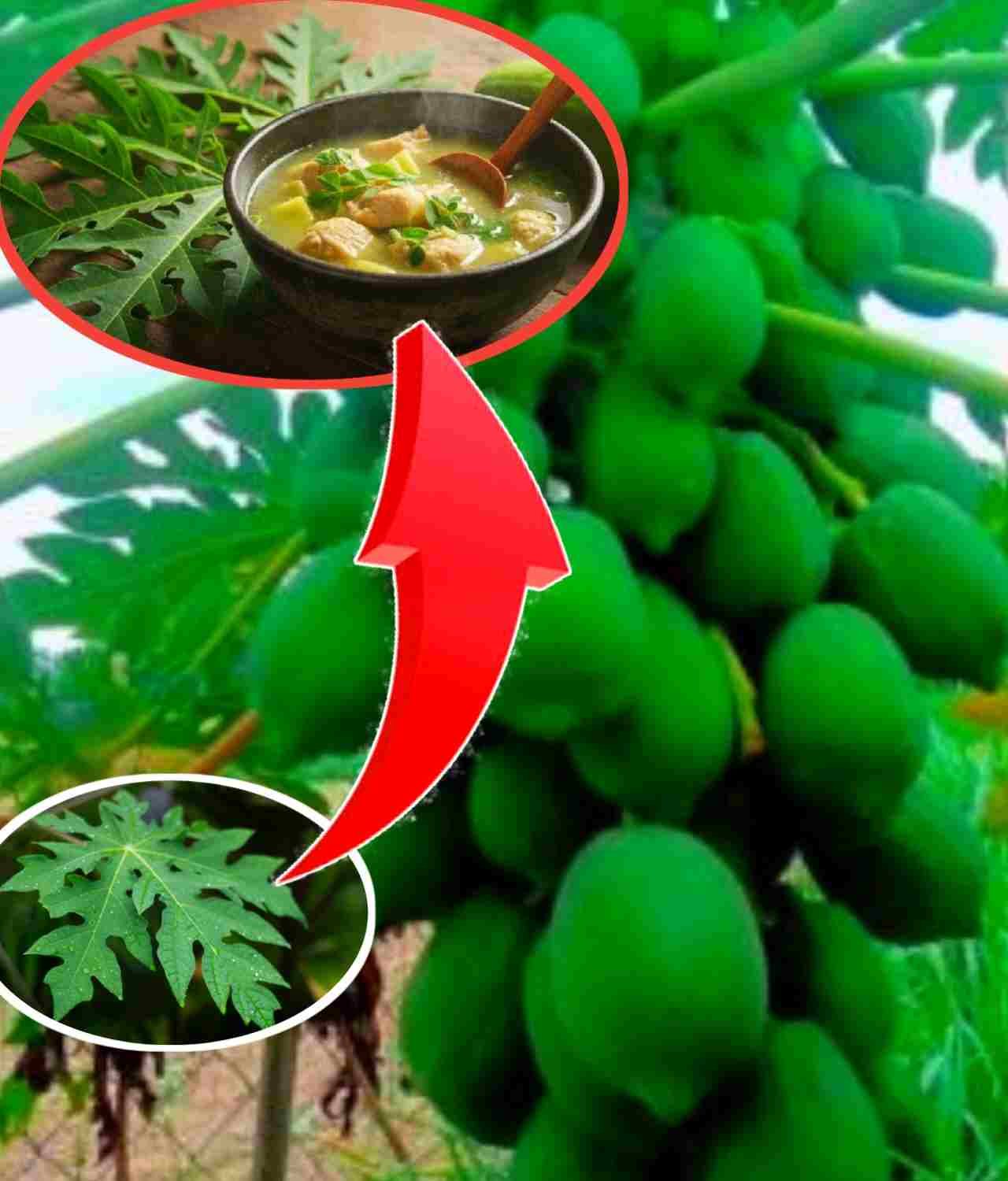 পেঁপে পাতা