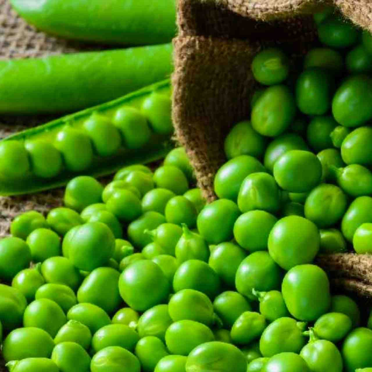 শীতে অল্প করে কড়াইশুঁটি খাওয়া কেন জরুরি: জানুন অসাধারণ স্বাস্থ্যগুণ