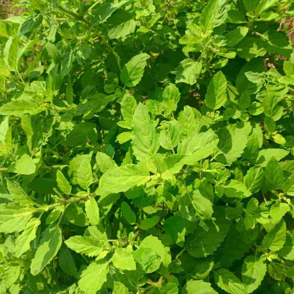 তুলসী গাছ