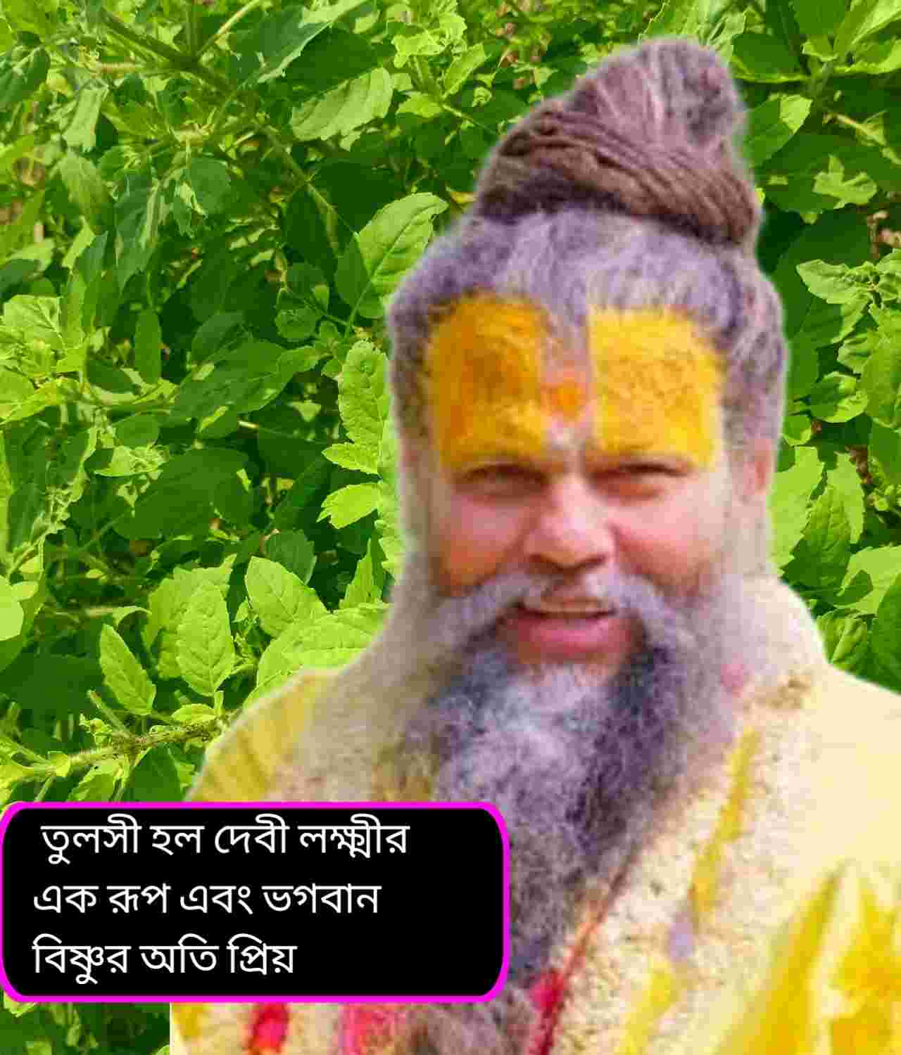 তুলসী গাছ বেশি ছড়িয়ে পড়লে কী করবেন? প্রেমানন্দ মহারাজের গুরুত্বপূর্ণ পরামর্শ