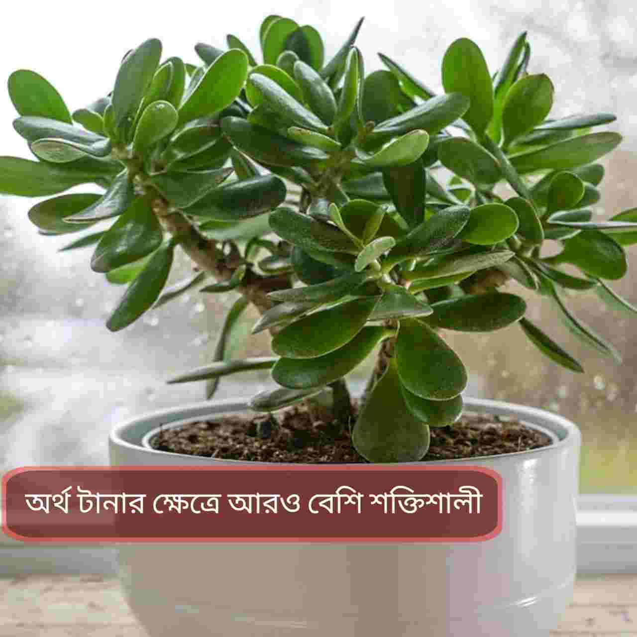 মানি প্ল্যান্ট নয়, টাকা টানতে বাড়িতে রাখুন এই প্ল্যান্ট