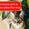 ঘর সাজাতে গাছ, না কি নীরব বিপদ? শিশু ও পোষ্যর জন্য বিষাক্ত ইনডোর প্ল্যান্টের সতর্কবার্তা