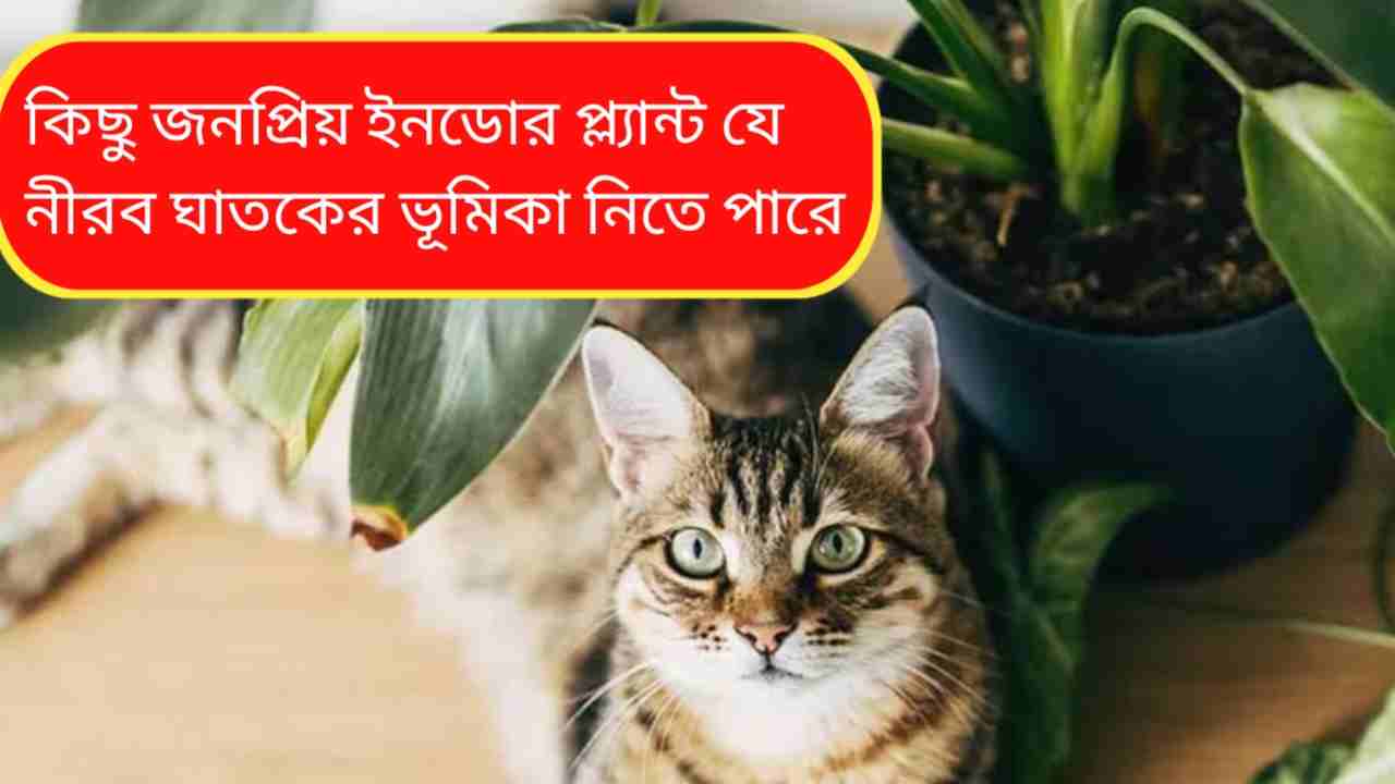 ঘর সাজাতে গাছ, না কি নীরব বিপদ? শিশু ও পোষ্যর জন্য বিষাক্ত ইনডোর প্ল্যান্টের সতর্কবার্তা