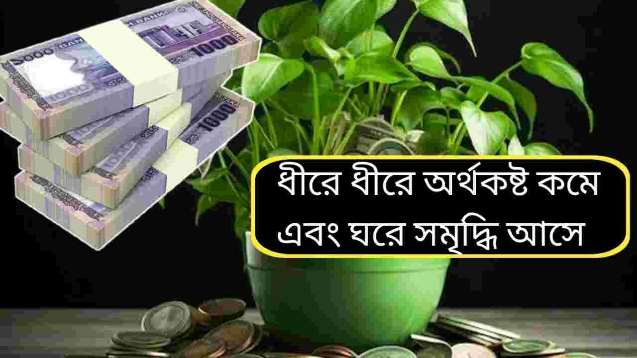 মানি প্ল্যান্টে রান্নাঘরের এই জিনিস বেঁধে দিন, ঘরে ফিরবে স্থায়ী সৌভাগ্য ও অর্থপ্রবাহ