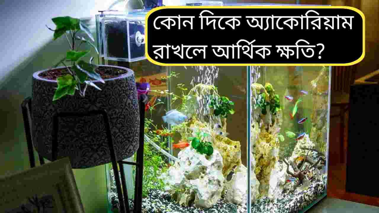 আর্থিক সৌভাগ্যের দরজা খুলবে! বাস্তুর নিয়ম মেনে বাড়িতে আনুন অ্যাকোরিয়াম