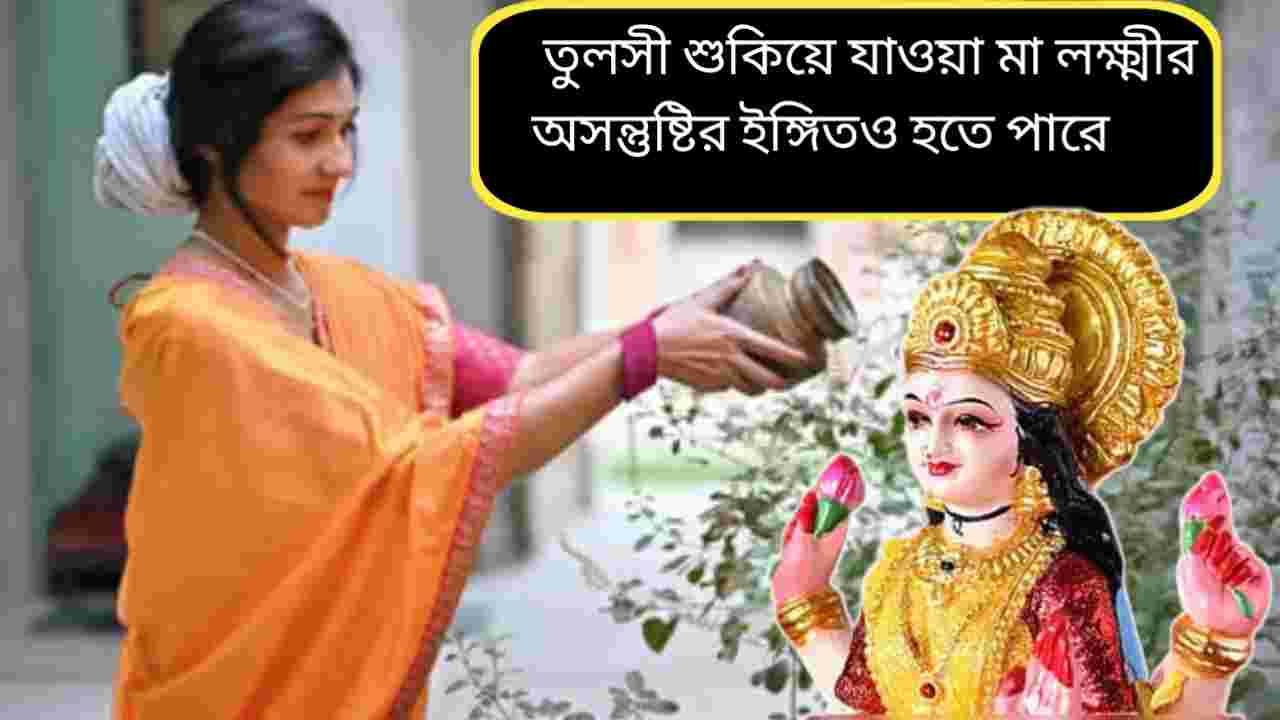 বাড়িতে তুলসী গাছ শুকিয়ে যাচ্ছে? অশুভ সংকেত নাকি যত্নের অভাব—জানুন কারণ ও প্রতিকার