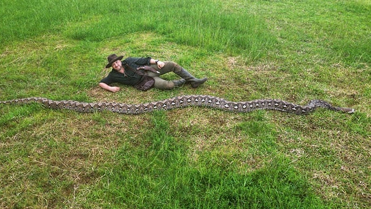 ইন্দোনেশিয়ার জঙ্গলে মিলল বিশ্বের সবচেয়ে বড় অজগর, দৈর্ঘ্য ২৩ ফুট ৮ ইঞ্চি