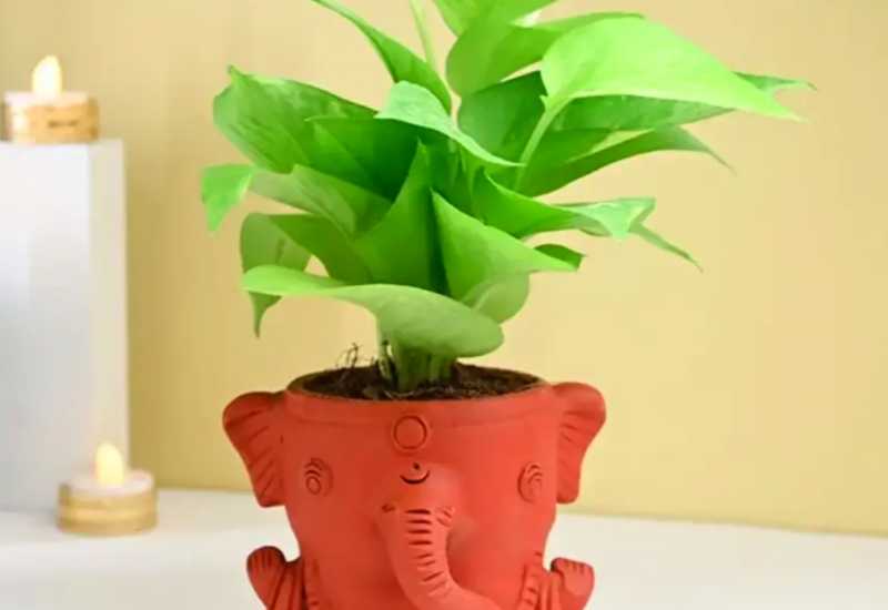 Vastu: বাস্তু মেনে মানি প্ল্যান্ট রাখলেই খুলবে অর্থভাগ্য, দূর হবে অশান্তি