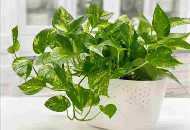 বাড়ির কোন কোণে মানি প্ল্যান্ট রাখলে বাড়বে খরচ? বাস্তুর সতর্কবার্তা