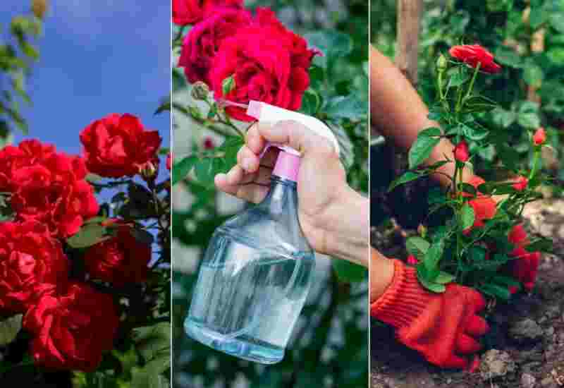 পোকা-ছত্রাক দূর করে গোলাপ গাছে ফুলের বাহার বাড়াতে ৫ ঘরোয়া টোটকা