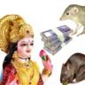 বাড়িতে ইঁদুর ও ছুঁচোর আনাগোনা কি শুধুই সমস্যা? বাস্তুশাস্ত্রে লুকিয়ে মা লক্ষ্মীর সংকেত