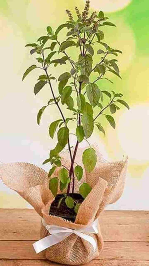 তুলসি গাছ