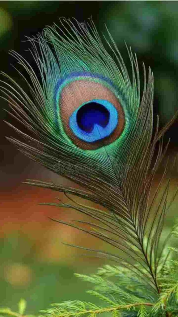 ময়ূরের পালক