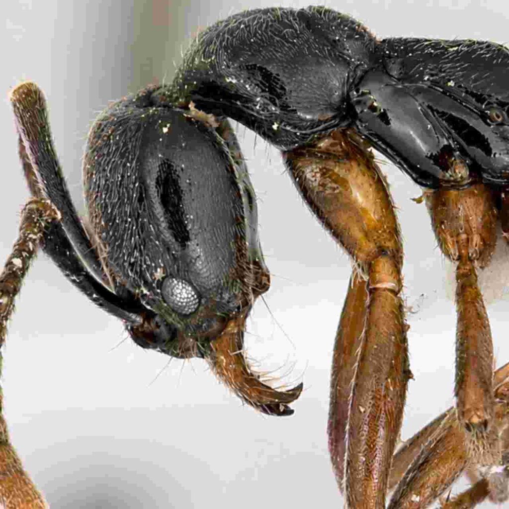 এশিয়ান নিডল অ্যান্ট বা চিনা সুচ-পিঁপড়ে