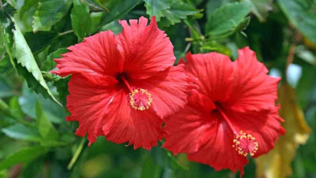 জবা ফুল
