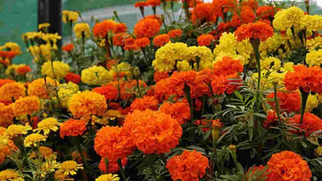 গাঁদা ফুল