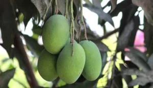 আম