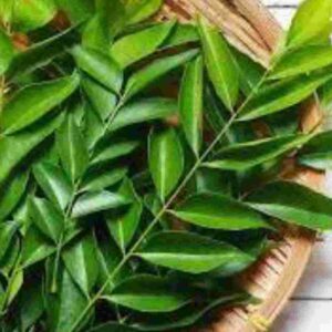 Lifestyle: রান্নাঘরের স্বাদ বাড়াতে বারান্দার বাগানেই রাখুন এই ৩ সুগন্ধি গাছ