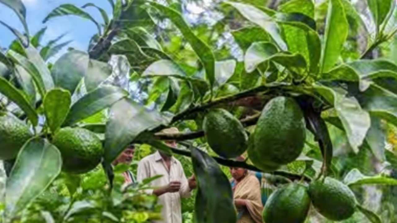 বারান্দাতেই ফলান অ্যাভোকাডো! বছরে বাঁচতে পারে হাজার হাজার টাকা