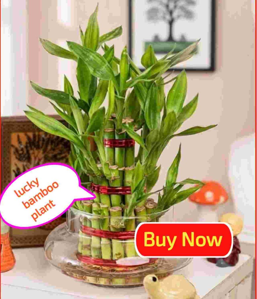 lucky bamboo plant