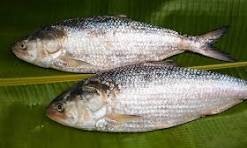 ইলিশের স্বাদে নতুন চমক, বরিশালের কায়দায় বানান হাতে মাখা ইলিশ ভুনা