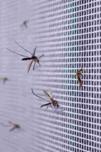 বর্ষায় মশার উপদ্রব বেড়েছে? রাসায়নিক নয়, ঘরোয়া ৬ উপায়েই মিলতে পারে স্বস্তি