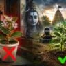 Vastu: শ্রাবণে আকন্দ গাছ ঘরে রাখা কি শুভ? বাস্তুশাস্ত্র কী বলছে জানুন