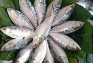 Recipe: বেগুনের ঝোল নয়, বর্ষায় ইলিশে আনুন নতুন স্বাদ! অল্প উপকরণে তৈরি করুন পূর্ববঙ্গের ঐতিহ্যবাহী ইলিশ-পিটুলি