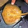কোস্টারিকায় প্রথমবার দেখা মিলল বিরল ‘গোল্ডেন রে’-র