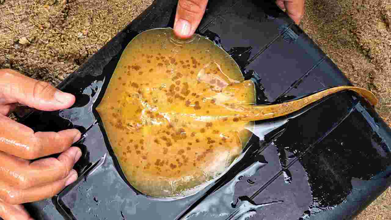 কোস্টারিকায় প্রথমবার দেখা মিলল বিরল ‘গোল্ডেন রে’-র