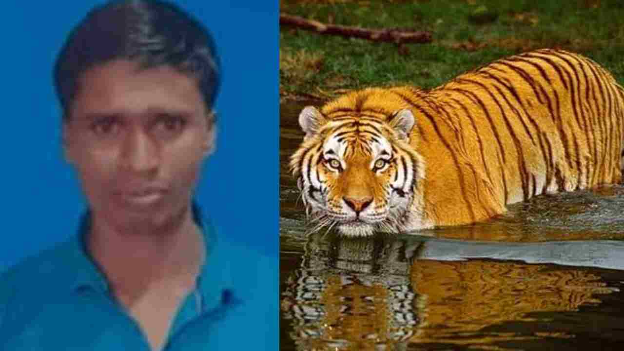বাঘের হামলায় মৃত কুলতলির মৎস্যজীবী আজিত মোল্লা